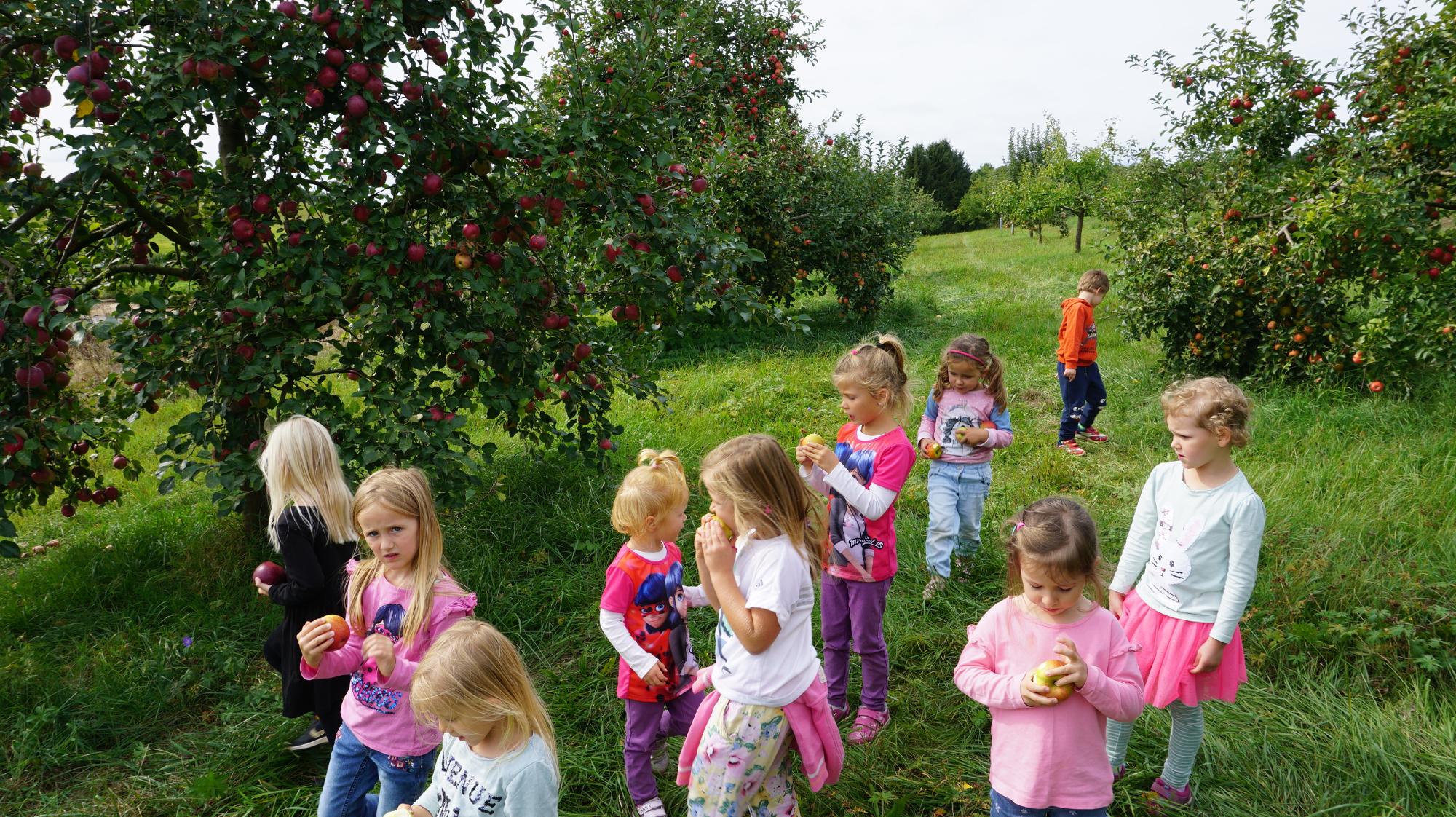 Vom Frosch zum Apfel