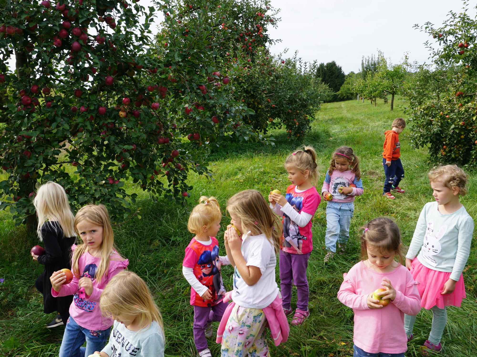 Vom Frosch zum Apfel